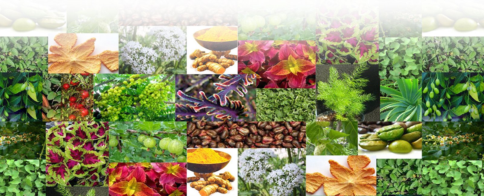 Phyto Herbal Extracts Manufacturer In India